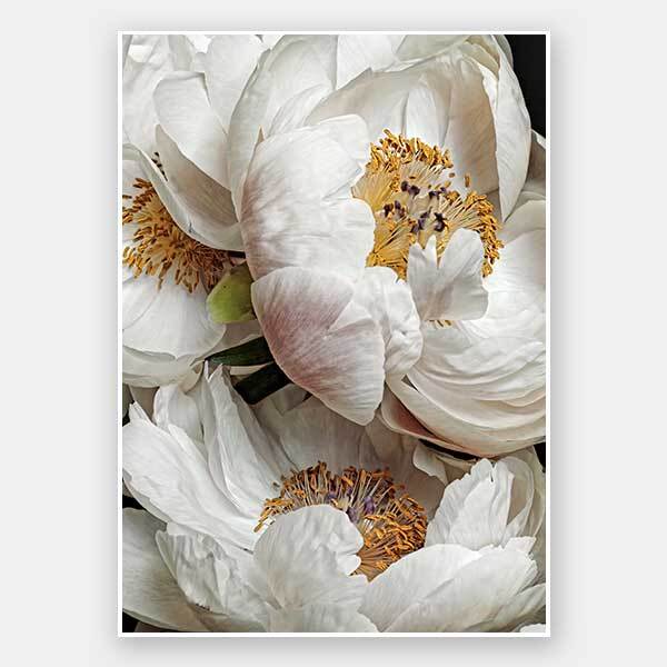 Ivory Atlas Unframed Art Print