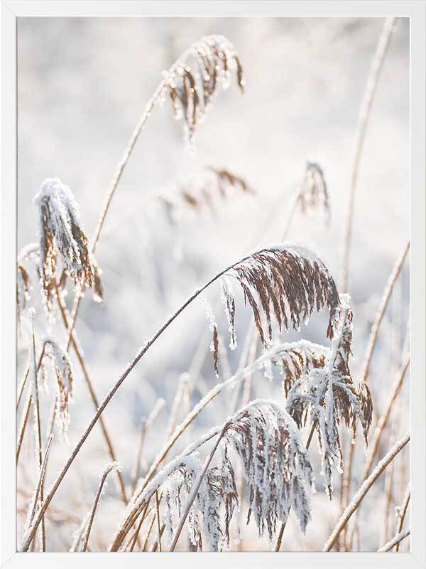 Pampas Frost Framed Art Print