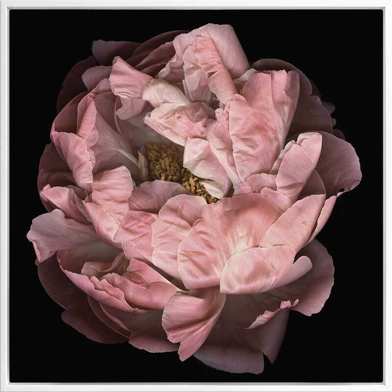 Hopeful I Canvas Art Print