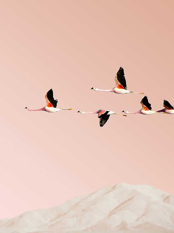 Flamingo Canvas Art Print