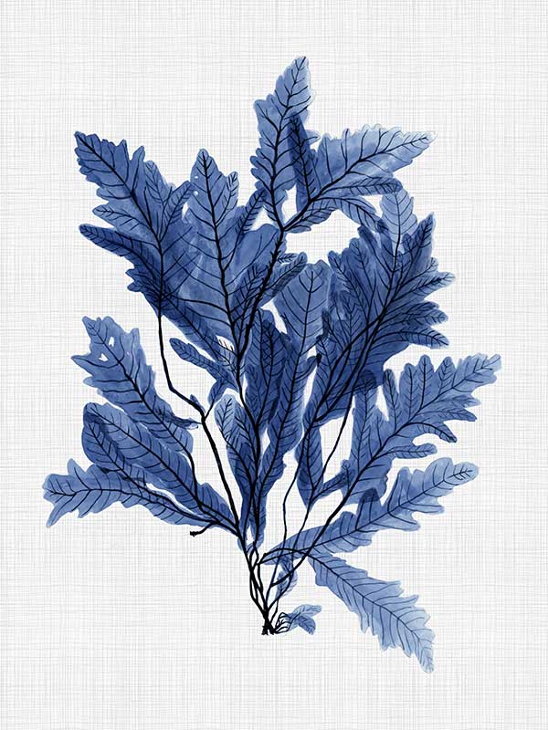 Aruba Sea Canvas Art Print