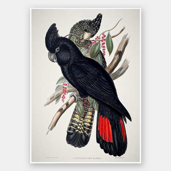 Red-Tailed Black Cockatoo Unframed Art Print