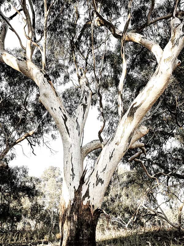 Solitude Canvas Art Print