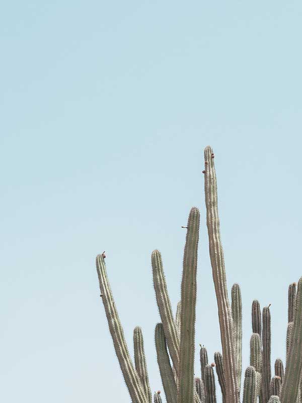 A Bit Spiky Canvas Art Print