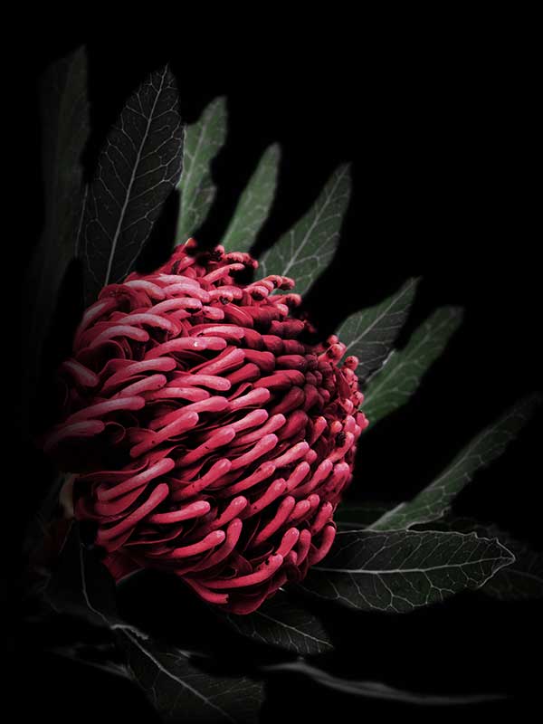 Waratah Canvas Art Print