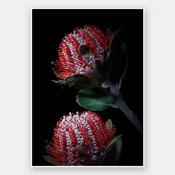 Banksia Coccinea Unframed Art Print