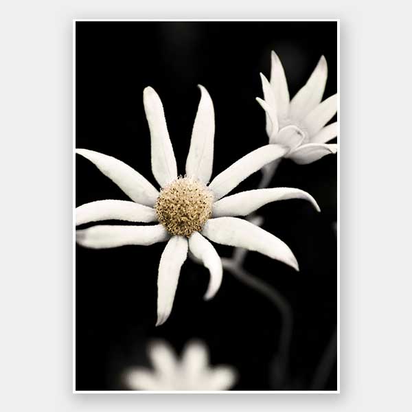Flannel Flower Unframed Art Print