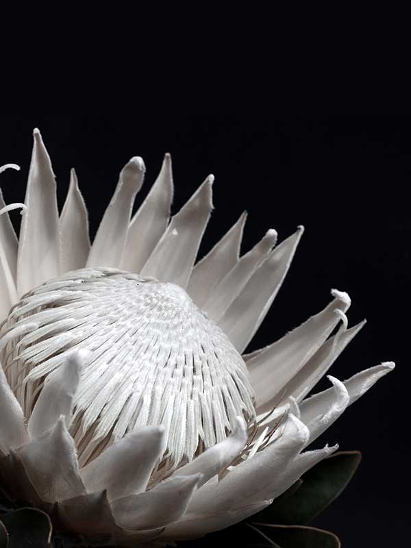 White Protea Canvas Art Print