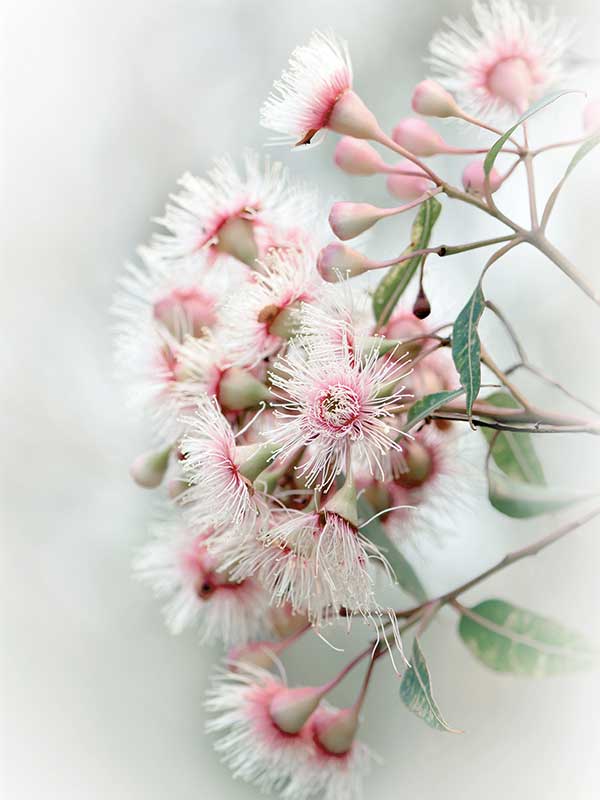 Gum Tree Blossoms Canvas Art Print