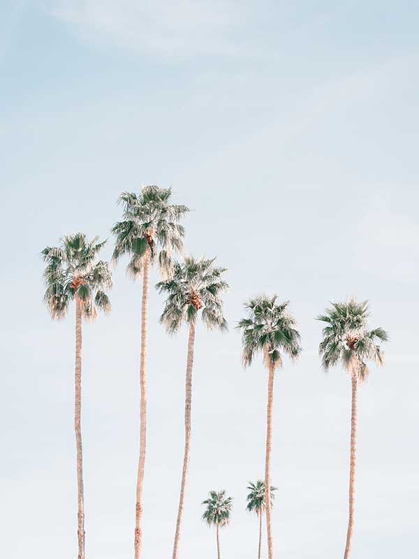 Desert Palms Canvas Art Print