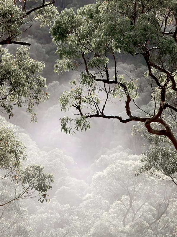 Misty Gum Trees Canvas Art Print
