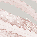 Wallpaper Colour: Banksia Mono Blush