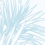 Wallpaper Colour: Pandan Sketch Powder Blue