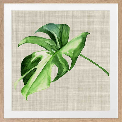 Araceae Framed Art Print