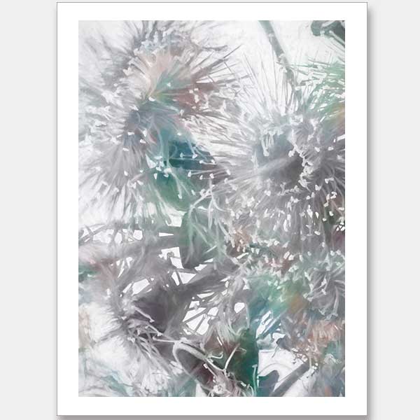 Flowering Gum II Unframed Art Print
