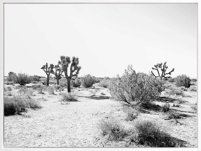 Joshua Tree Canvas Art Print