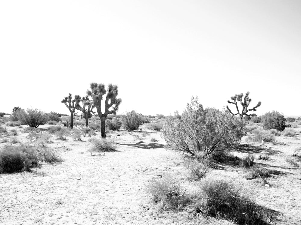 Joshua Tree Canvas Art Print