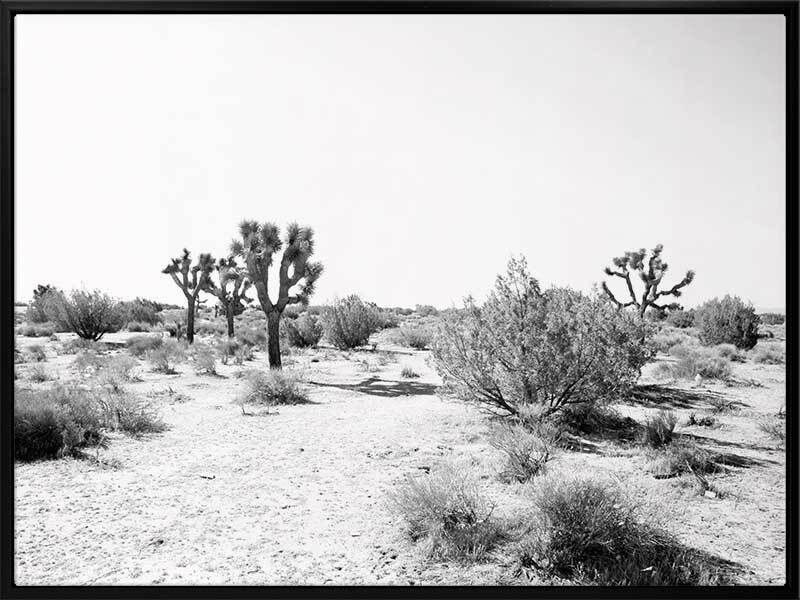 Joshua Tree Canvas Art Print