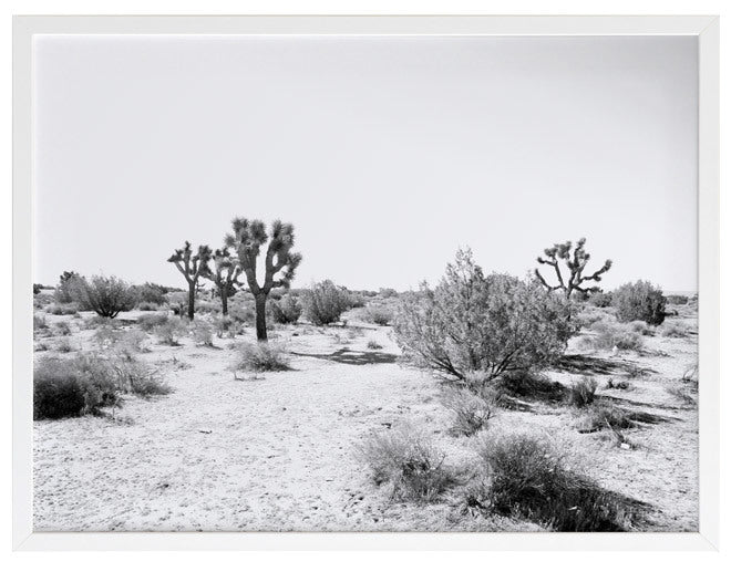 Joshua Tree Framed Art Print