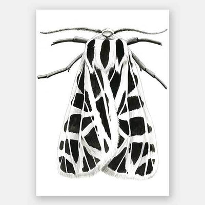 Zenneth Unframed Art Print