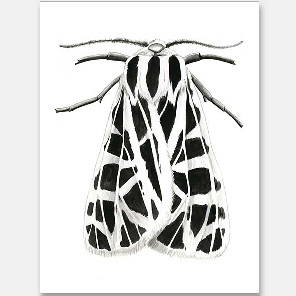 Zenneth Unframed Art Print