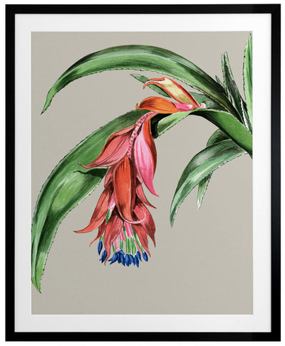 Crimson Bloom Framed Art Print