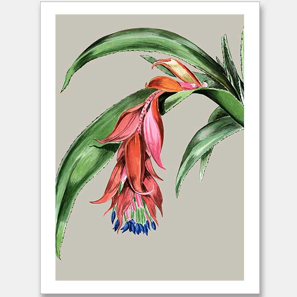 Crimson Bloom Unframed Art Print