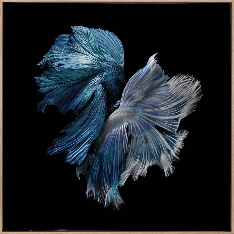 Alpha Canvas Art Print