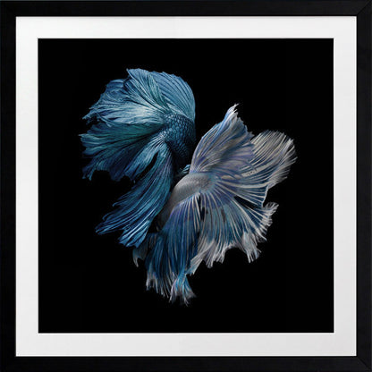 Alpha Framed Art Print