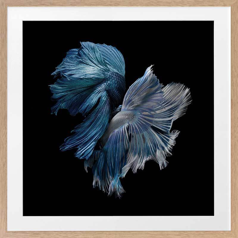 Alpha Framed Art Print