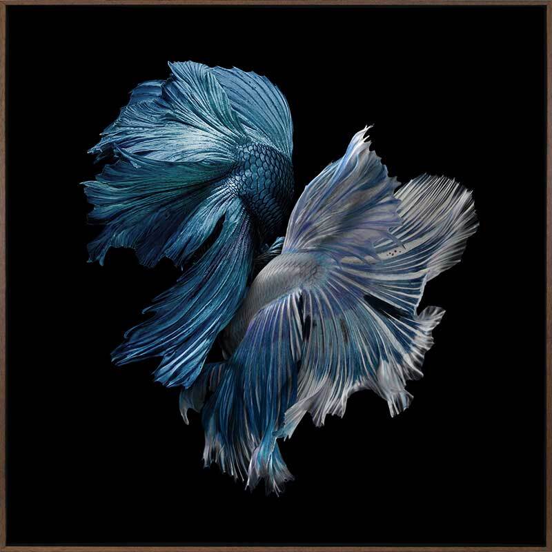 Alpha Canvas Art Print