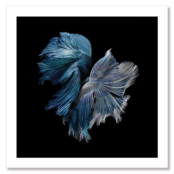 Alpha Unframed Art Print