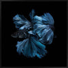 Betta Canvas Art Print