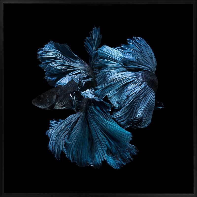 Betta Canvas Art Print