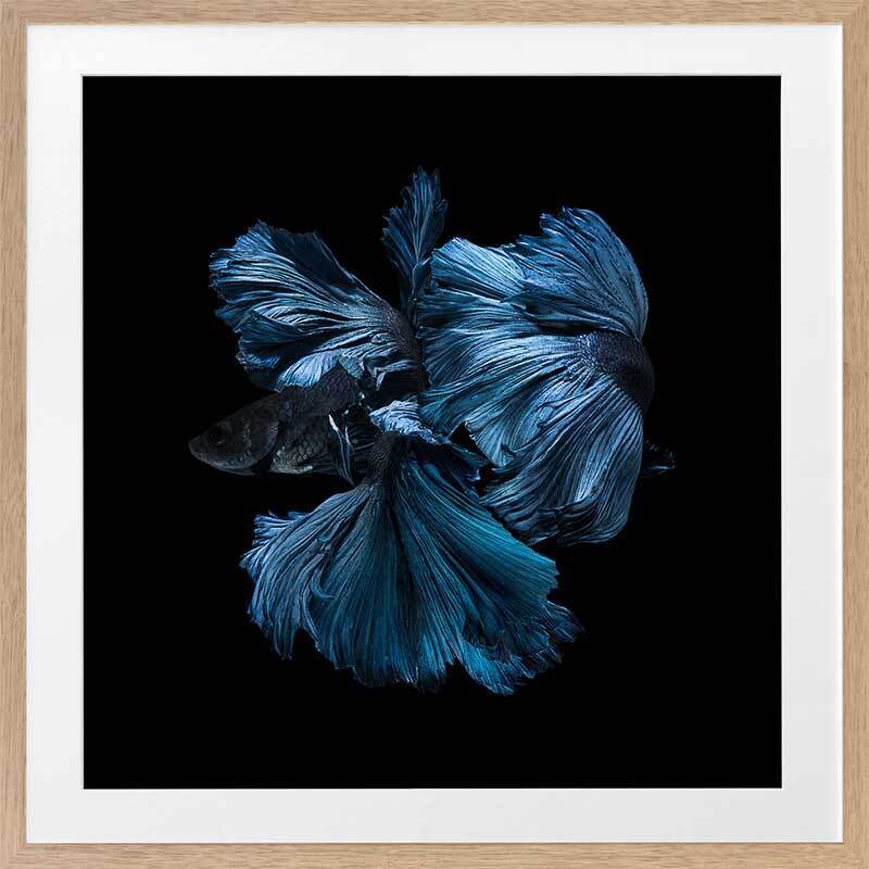 Betta Framed Art Print