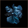 Betta Canvas Art Print