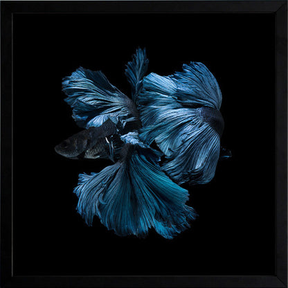 Betta Framed Art Print