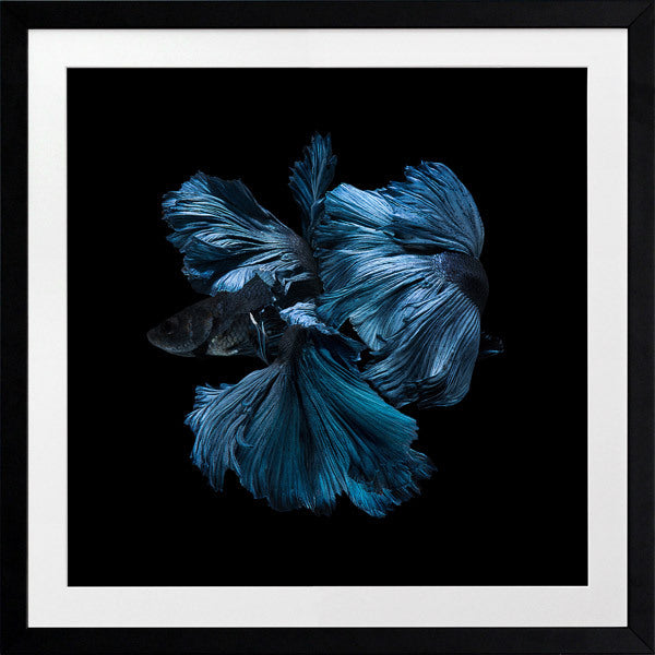 Betta Framed Art Print