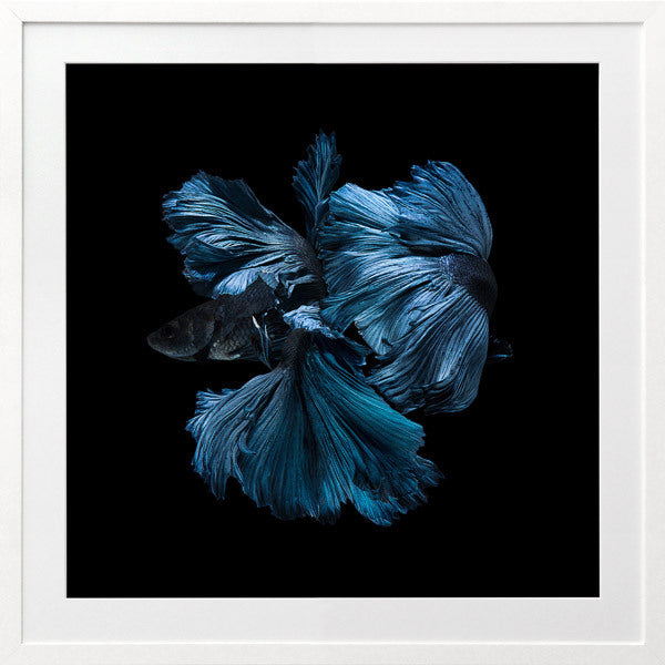 Betta Framed Art Print