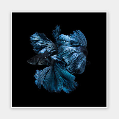 Betta Unframed Art Print