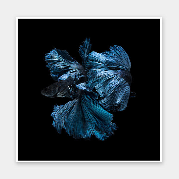 Betta Unframed Art Print