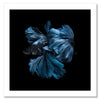 Betta Unframed Art Print