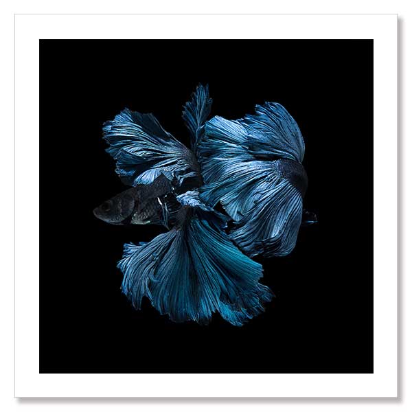 Betta Unframed Art Print