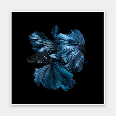 Betta Unframed Art Print