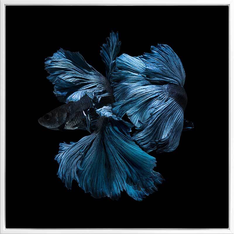 Betta Canvas Art Print