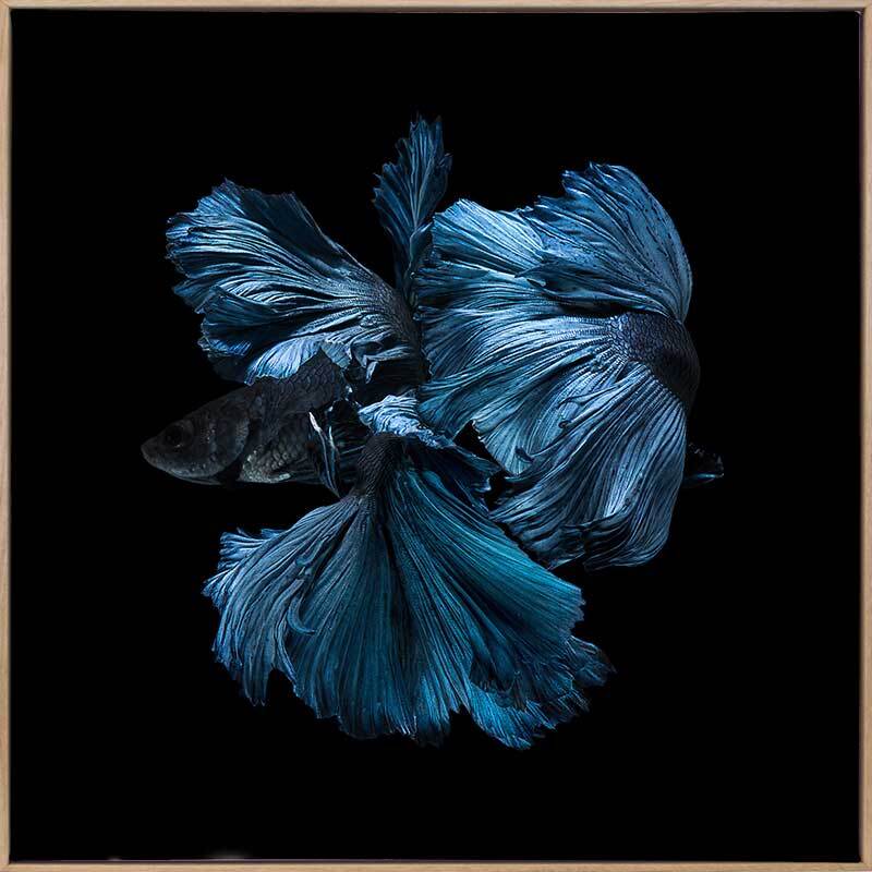 Betta Canvas Art Print