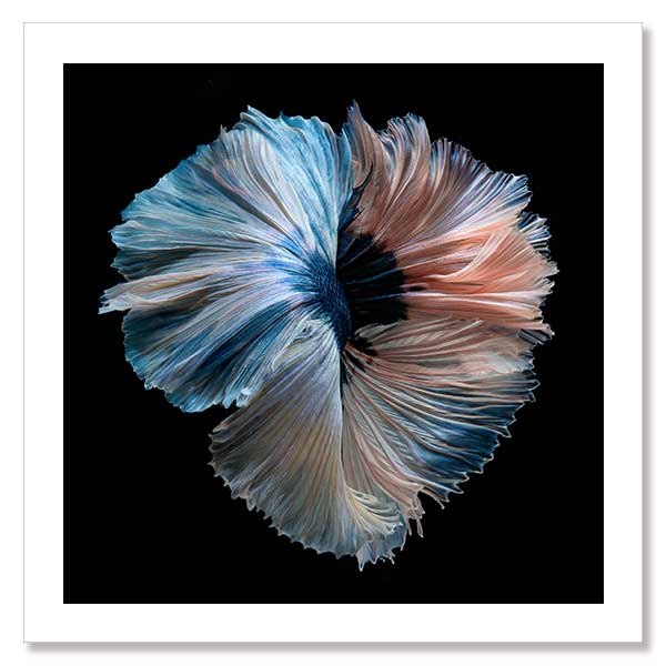 Omega Unframed Art Print