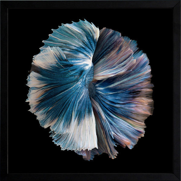 Zeta Framed Art Print