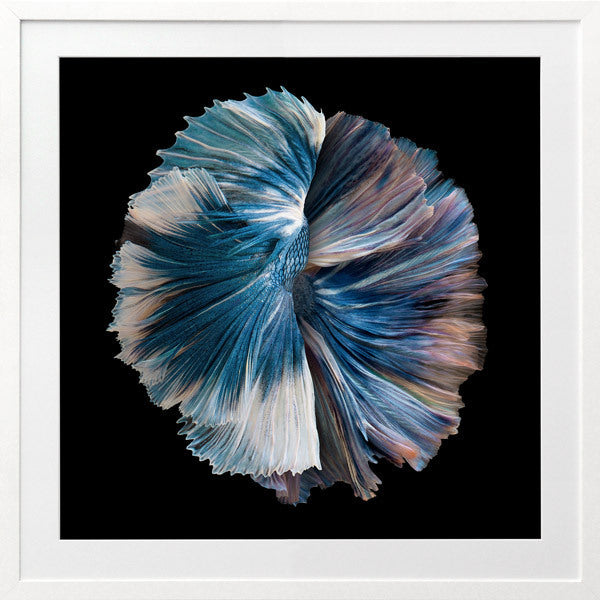 Zeta Framed Art Print