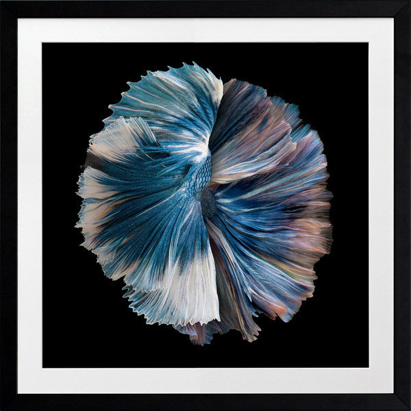 Zeta Framed Art Print